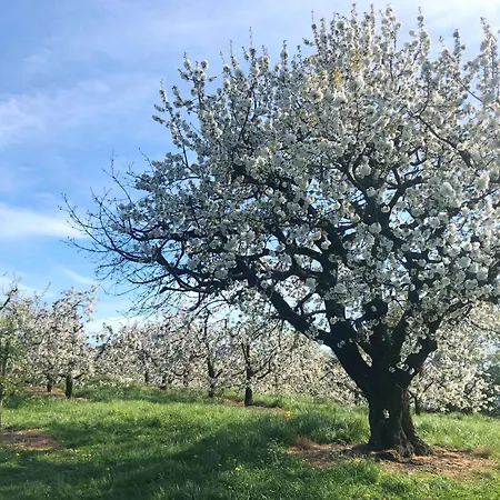 Holiday home Beim Dorfbach - Hofchalets *