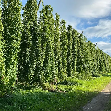 Beim Dorfbach - Hofchalets