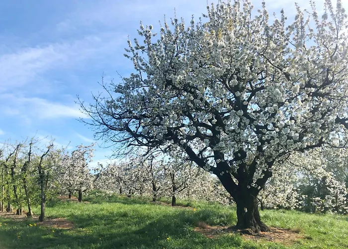 بيت للعطل Beim Dorfbach - Hofchalets *