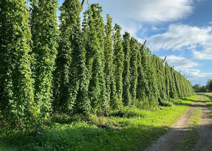 Beim Dorfbach - Hofchalets